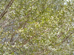 Leptospermum brachyandrum