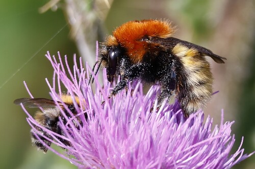 Moss Carder bee