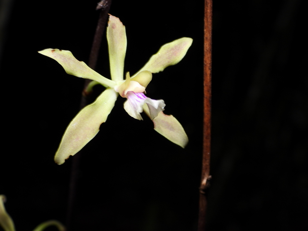 Encyclia mapuerae (Huber) Brade & Pabst 2