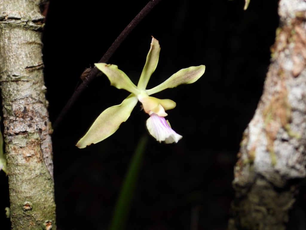 Encyclia mapuerae (Huber) Brade & Pabst 3