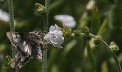 Heliothis proruptus