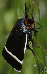 Pseudalypia crotchii