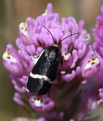 Pseudalypia crotchii
