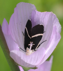 Pseudalypia crotchii
