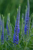 Spiked Speedwell - Photo (c) rosepetal236, some rights reserved (CC BY-NC-SA)