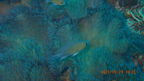 Chromis cinerascens observed 2025-09-23