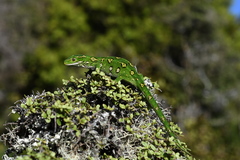 Naultinus gemmeus