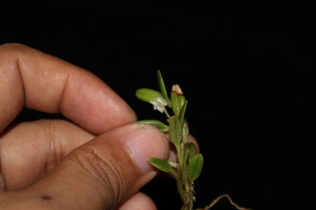 Dendrobium funiforme Blume 2