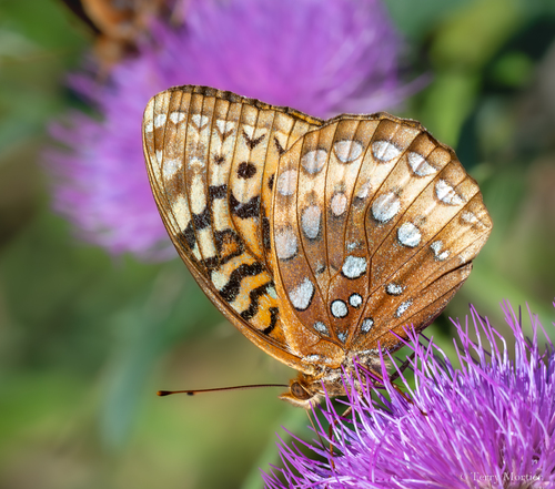 Great Spangled Fritillary