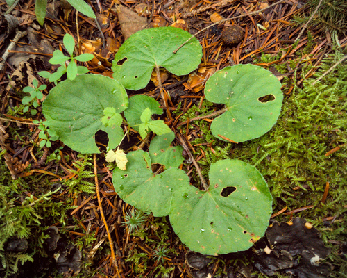 White Violet (Viola renifolia)