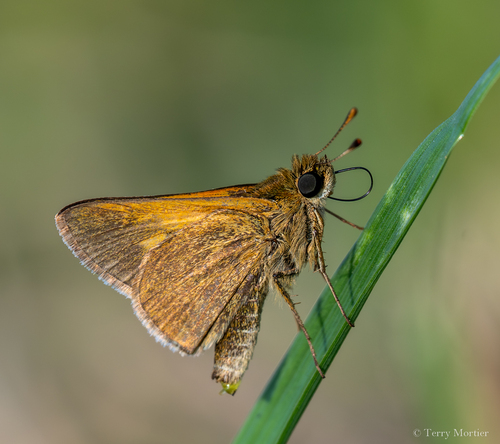 Tawny-edged Skipper