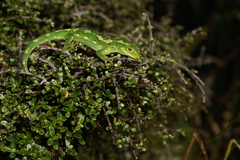 Naultinus gemmeus