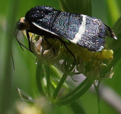 Pseudalypia crotchii