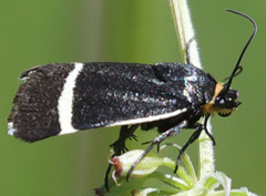 Pseudalypia crotchii