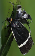 Pseudalypia crotchii