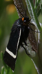 Pseudalypia crotchii