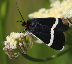 Pseudalypia crotchii
