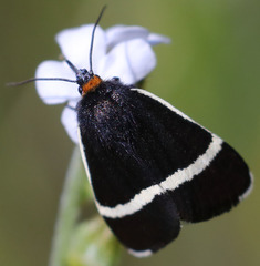Pseudalypia crotchii