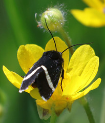 Pseudalypia crotchii