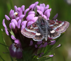 Schinia pulchripennis