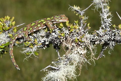 Naultinus stellatus