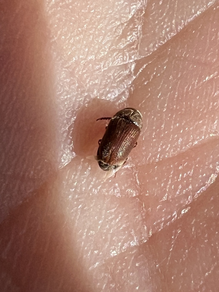 Xyletinus bucephalus