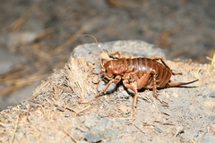 Deinacrida tibiospina