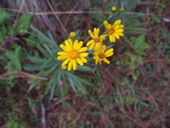 Senecio stoechadiformis