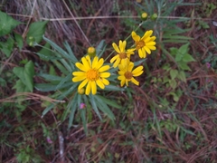Senecio stoechadiformis