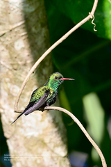 Cynanthus forficatus