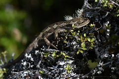 Naultinus gemmeus