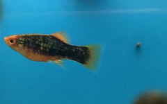 Xiphophorus variatus