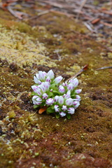 Gentianella concinna