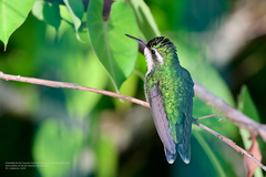 Cynanthus forficatus
