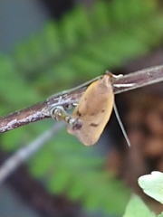 Phaeosaces coarctatella