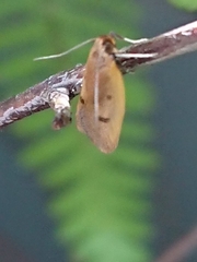 Phaeosaces coarctatella