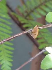Phaeosaces coarctatella