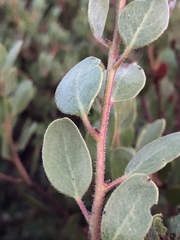 Arctostaphylos bakeri bakeri