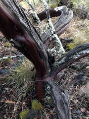 Arctostaphylos bakeri bakeri
