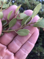 Arctostaphylos bakeri bakeri