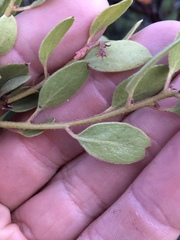 Arctostaphylos bakeri bakeri