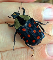 Mecynorhina passerinii