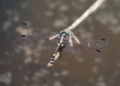 Austroepigomphus praeruptus