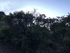 Arctostaphylos bakeri bakeri