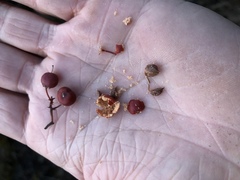 Arctostaphylos bakeri bakeri