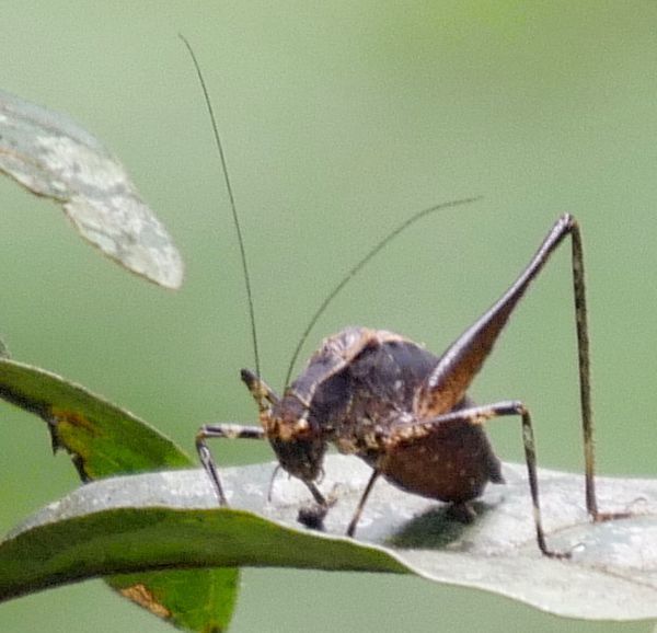 Anisophya una
