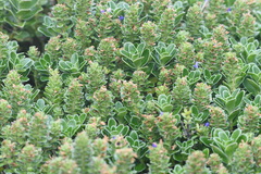 Veronica benthamii