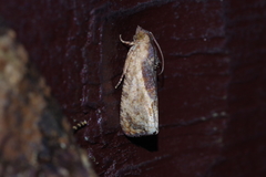 Cryptophlebia ombrodelta