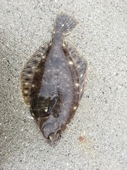 Lepidopsetta bilineata