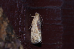 Cryptophlebia ombrodelta